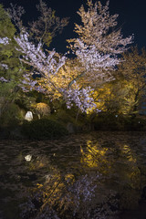 Blooming sakura flower tree in Japanese garden at night.