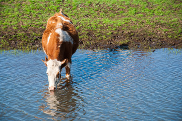 Naklejka na ściany i meble Cow drinks water at watering place