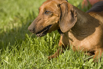 Brown dachshund dog
