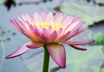 blossom lotus flower