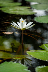 white water lily