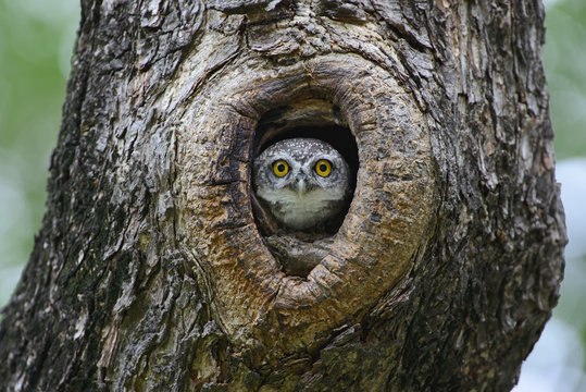 Bird, Owl, Spotted owlet (Athene brama) in tree hollow,Bird of T