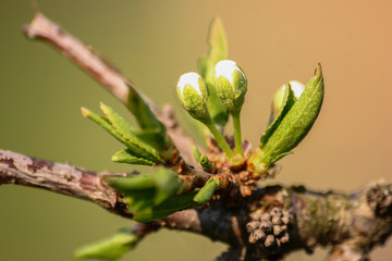 Beautiful white cherry blossoms on a natural background in spring