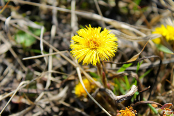 Coltsfoot flower (Tussilago farfara) on the meadow