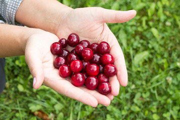 Red ripe cherry in palms against the background of a green grass