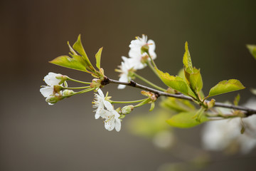 Beautiful white cherry blossoms on a natural background in spring