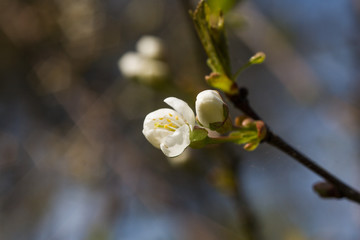 Beautiful white cherry blossoms on a natural background in spring