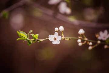 Beautiful white cherry blossoms on a natural background in spring