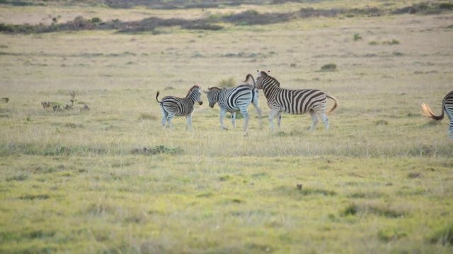 A male plains zebra attempts to mate with a female in the herd
