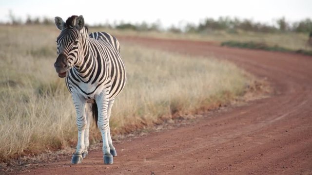 An African plains zebra yawns and shakes off dust while standing on a dirt road
