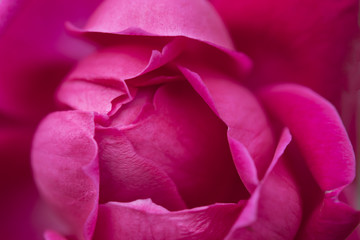 Close uo of pink rose flower texture background