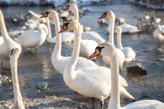 Detail of same direction looking swans feeding on the edge of winter lake.