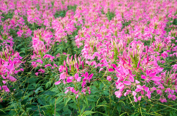 Pink Rocky Mountain BeePlant, stinking-clover blooming on a day at farm (Cleome serrulata)