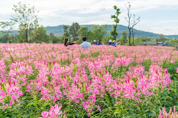 Pink Rocky Mountain BeePlant, stinking-clover blooming on a day at farm field (Cleome serrulata)
