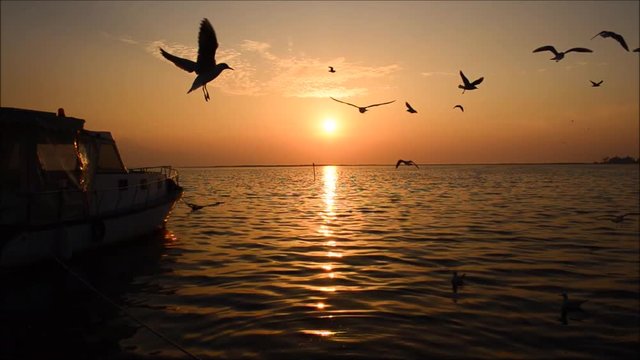 Fishing boat on sea at sunset in Izmir - Turkey. Seagulls swimming and flying on the sea, silhouette. Slow motion. 
