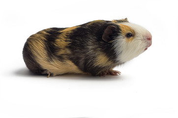 Happy guinea pig on a white background