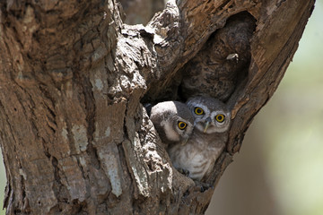 Owl, Spotted owlet (Athene brama) in tree hollow,Bird of Thailand