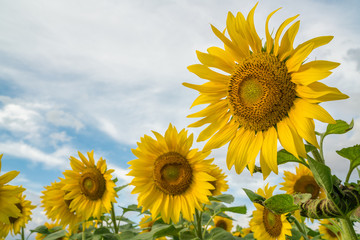 Fototapeta premium field of blooming sunflowers on a blue sky clouds background. colorful sunflowers at bright summer day with copy space. 