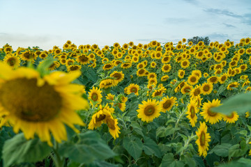 Obraz premium field of blooming sunflowers on a blue sky clouds background. colorful sunflowers at bright summer day with copy space. 