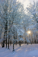 Beautuful sunny snowy winter forest landscape