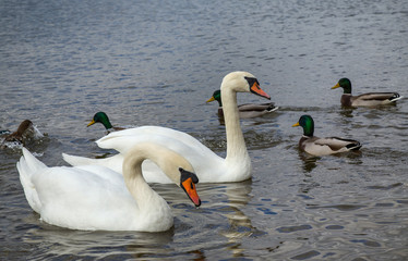 two white swans swimming in pond