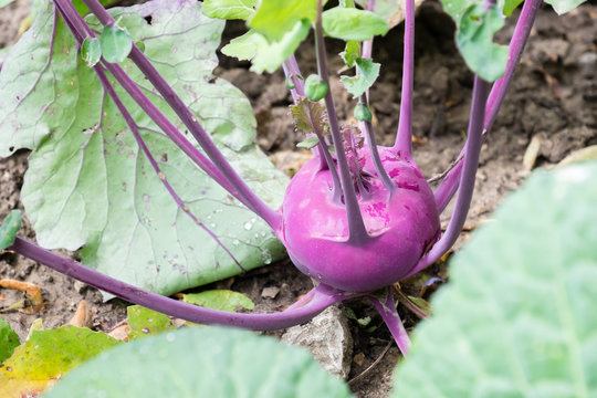 Closeup Of A Kohlrabi Or Turnip Plant Growing In In The Garden