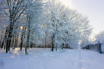 Beautuful sunny snowy winter forest landscape