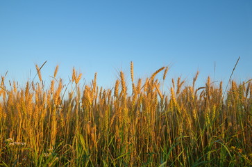 Ears of rye against the blue sky in sunset