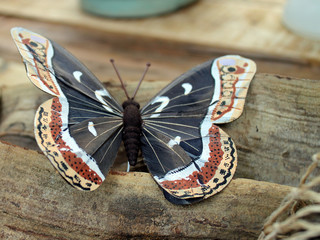 Doko-Schmetterling