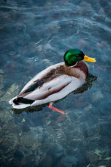 Canard Colvert sur la Sorgue