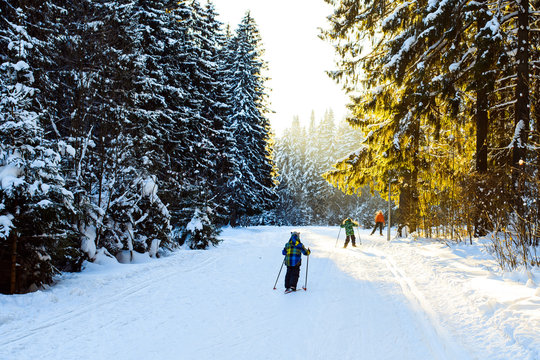Дети едут на лыжах по зимнему лесу