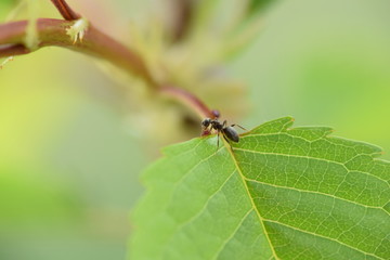 Ameise auf Blatt 