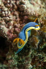 Nudibranch close-up. Sipadan island. Celebes sea. Malaysia.
