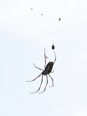 Female big spider Nephila madagascariensis in its web