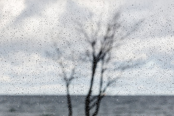 Raindrops on window with tree