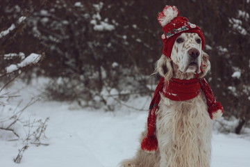 White big cute dog with bright brown spots and long hair english setter portrait posing in frosty winter weather wearing warm red hat and scarf on christmas and new year background
