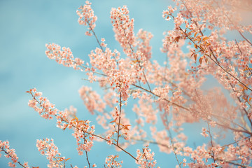 Wild Himalayan Cherry spring blossom