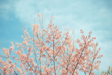 Wild Himalayan Cherry spring blossom