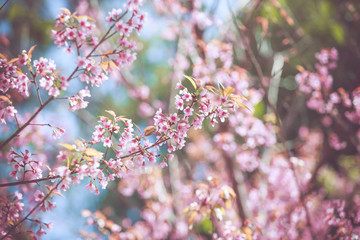Wild Himalayan Cherry spring blossom