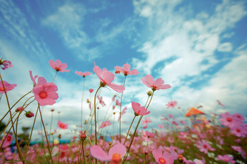 Cosmos flower blossom in garden