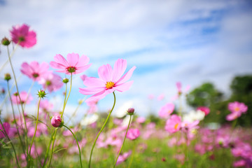 Cosmos flower blossom in garden