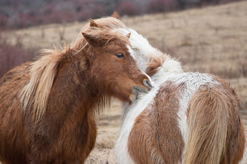 Wild Ponies
