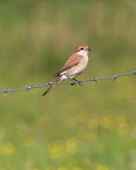 Red backed shrike (Lanius collurio). female.