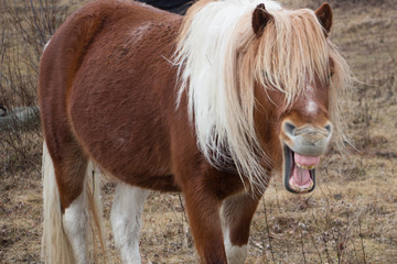 Wild Pony Yawning