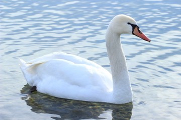 Swan on the water