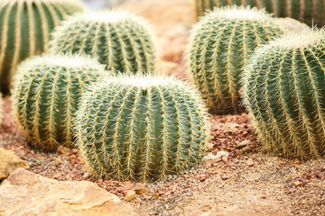 Cactus on arid area