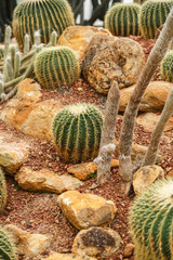 Cactus on arid area