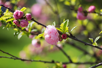 Oriental cherry branches with small pink flowers