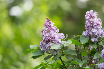 branch of blossoming violet lilac close up