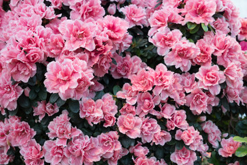 Blossoming azalea close up